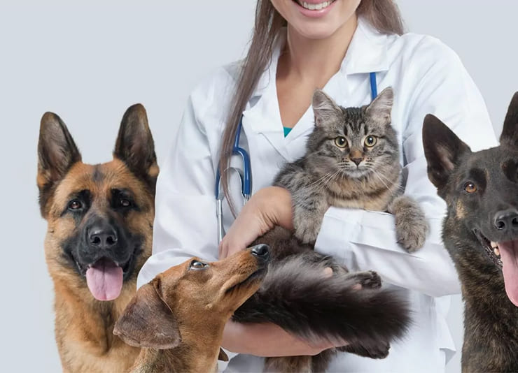 Plano de Saúde Pet